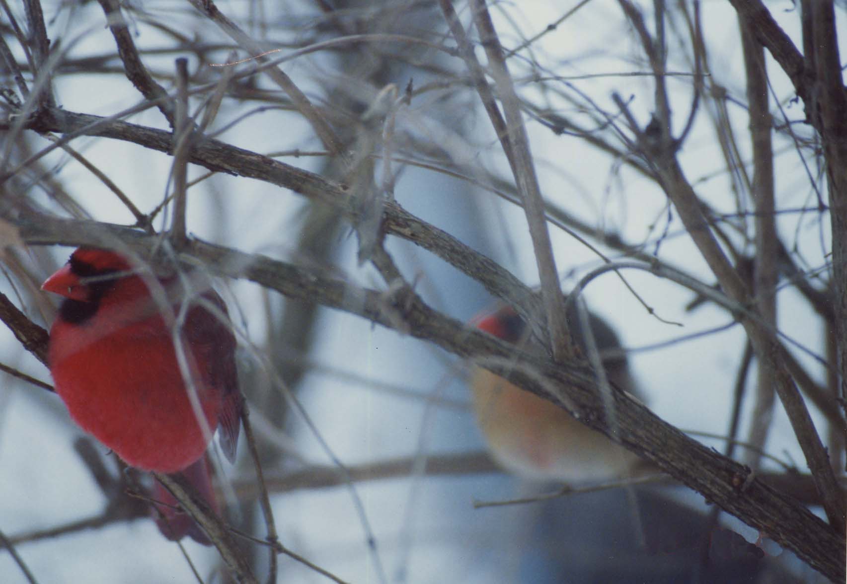 Pair of Cardinals on a Frigid Winter Morning